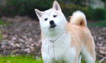 全国大狗爆料视频大全,笑料横生，宠物界的欢乐盛宴
